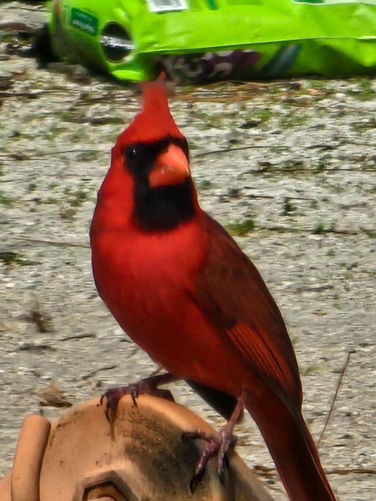 February Cardinal Northern Cardinal in February 2024 by duplin_nc. ecoEXPLORE Username ...