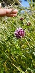 Trifolium willdenovii