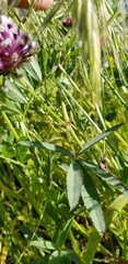Trifolium willdenovii
