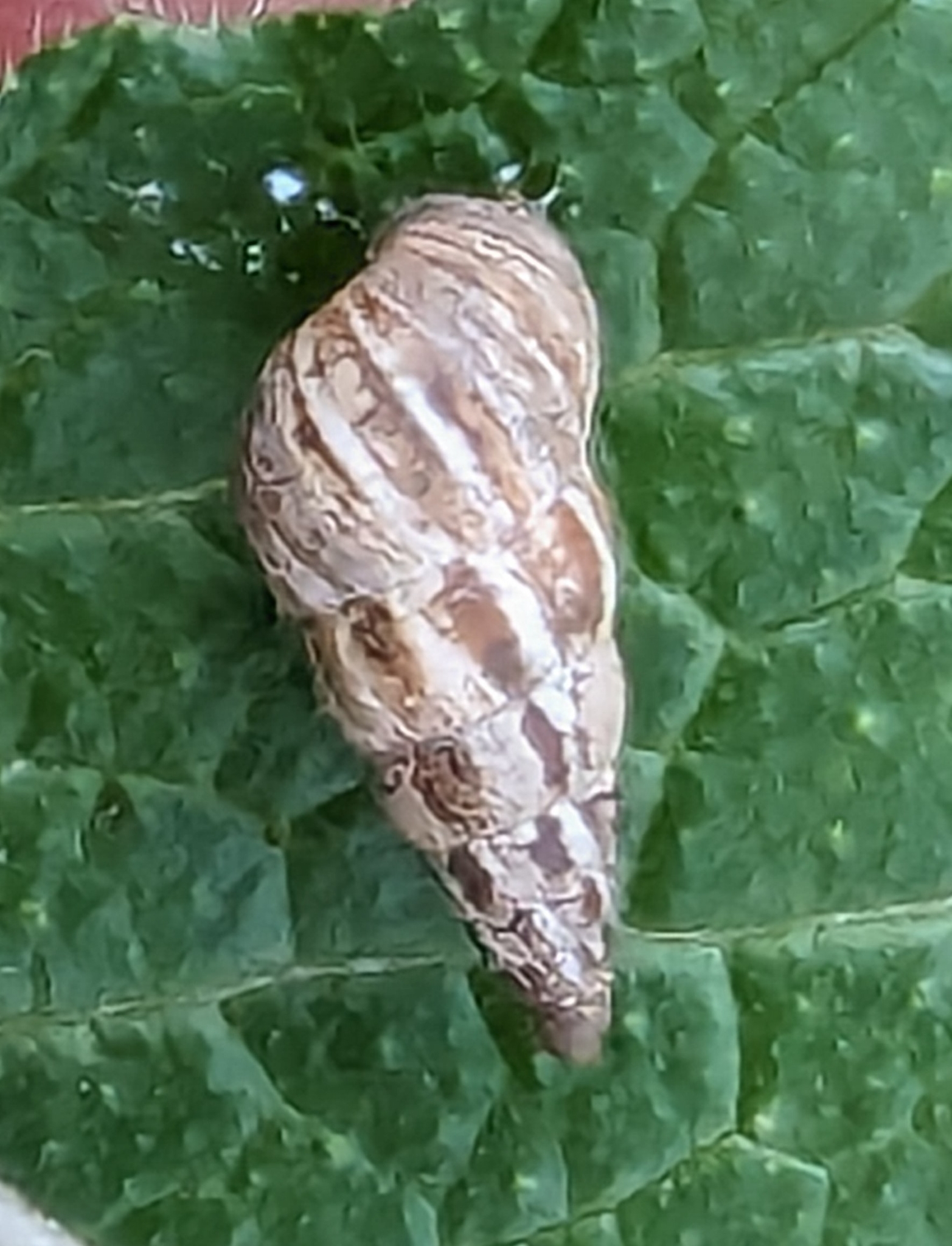 Cochlicella acuta