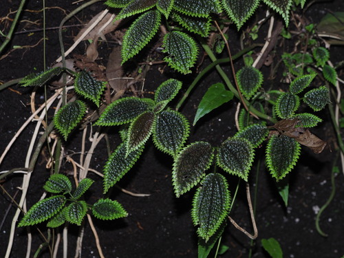 Pilea mollis, photograph 3