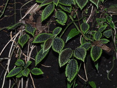 Pilea mollis, photograph (c) Kevin Faccenda, some rights reserved (CC BY)