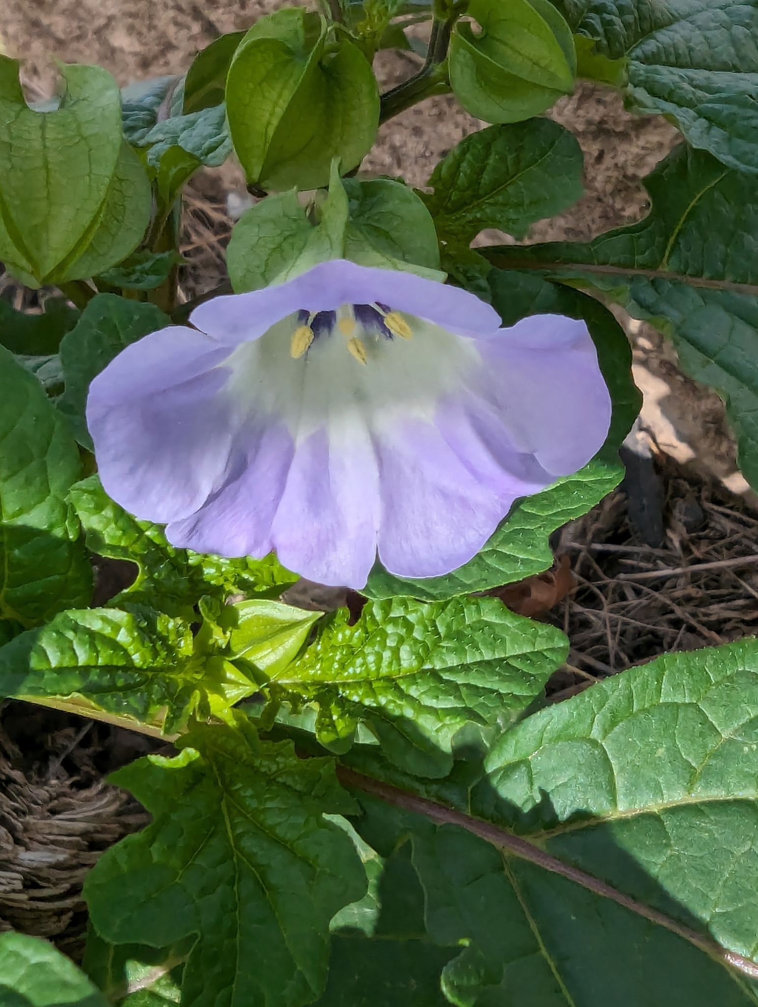 Capulí cimarró