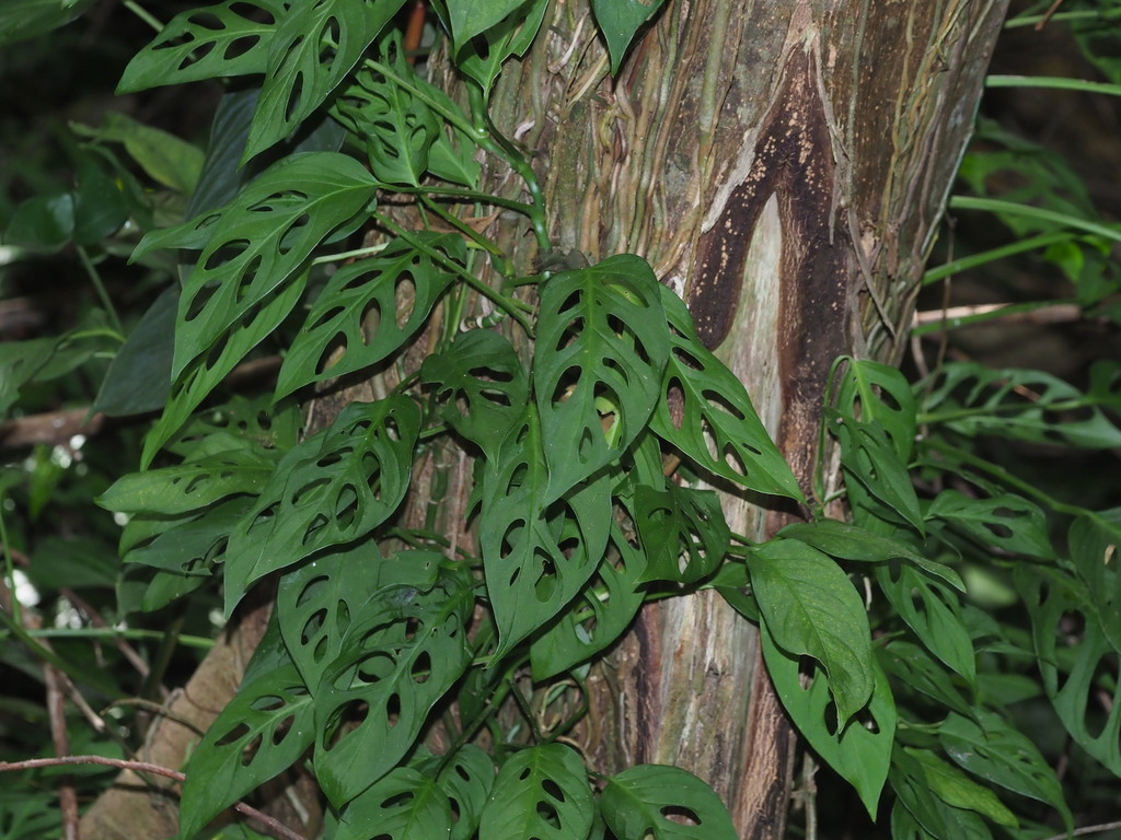 Piña anona (ARACEAE DE COLOMBIA) · iNaturalist