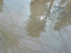 Bufo bufo
