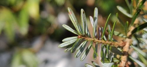 Image of Tsuga dumosa by (c) T R Shankar Raman, some rights reserved (CC BY)