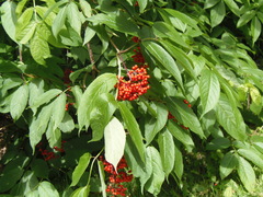 Sambucus racemosa racemosa