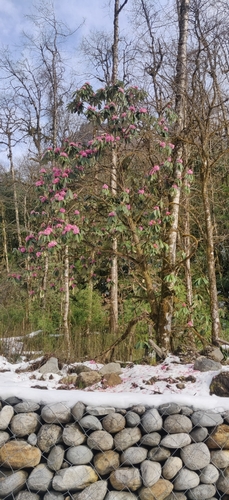 Hodgson's rhododendron (Rhododendron hodgsonii)