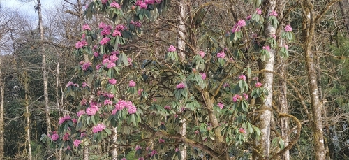 Image of Rhododendron hodgsonii by (c) T R Shankar Raman, some rights reserved (CC BY)