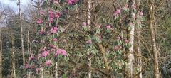 Rhododendron hodgsonii, photograph (c) T R Shankar Raman, some rights reserved (CC BY)