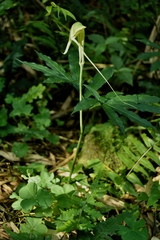 Arisaema heterophyllum