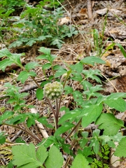 Hydrophyllum occidentale