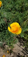 Eschscholzia californica maritima