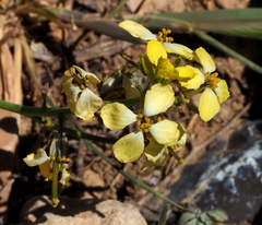 Sisymbrium septulatum