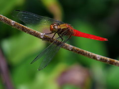 Orthetrum chrysis