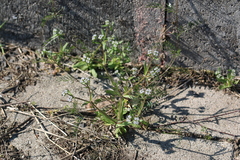 Valerianella locusta