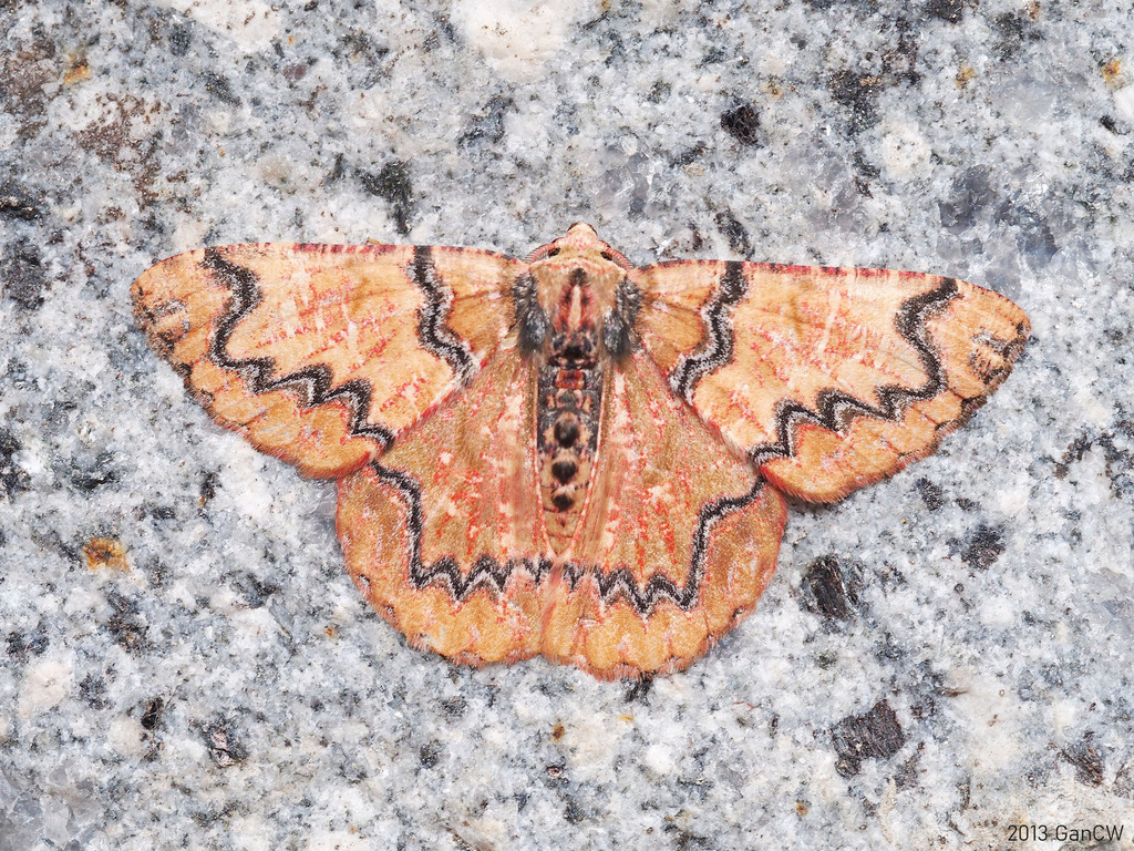 Lophophelma rubroviridata