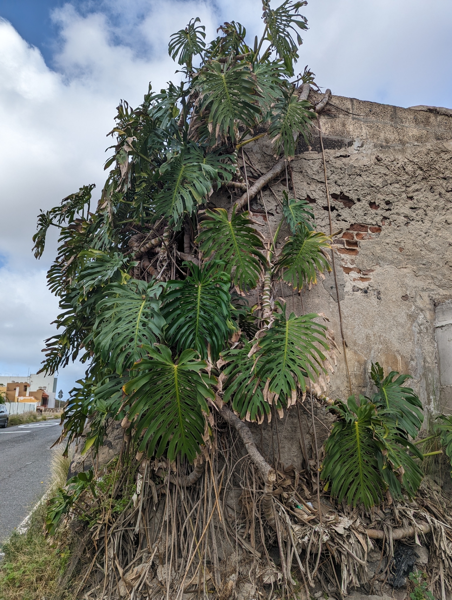 Piñanona monstera