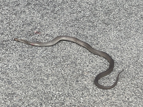 Eastern Brown Snake sighting