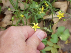 Ranunculus harveyi