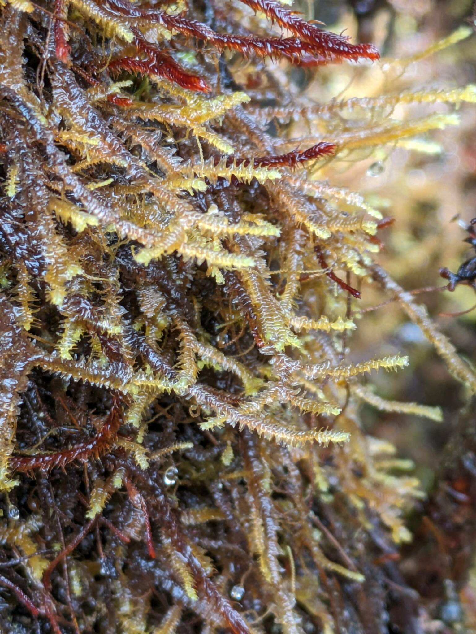 Bazzania emarginata