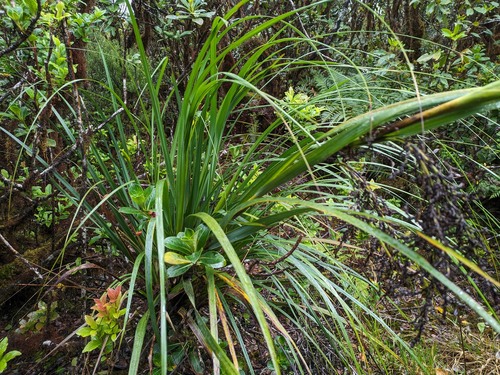 Gahnia vitiensis