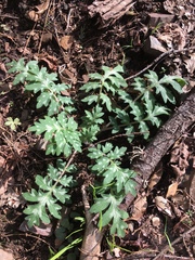 Hydrophyllum occidentale