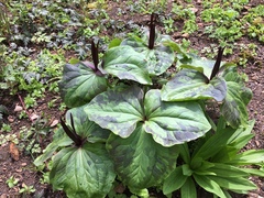 Trillium angustipetalum