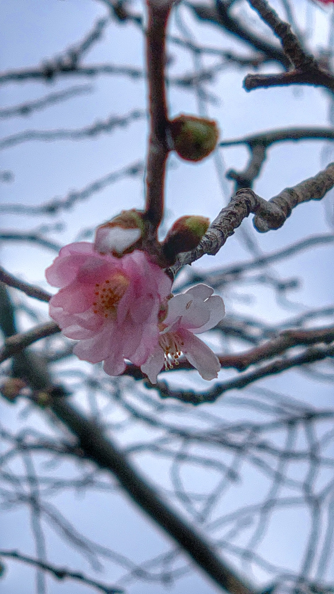 Imagem de Cerejeira-do-japão