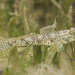 Southern Longfin Goby - Photo (c) eyrelab, some rights reserved (CC BY-NC), uploaded by eyrelab