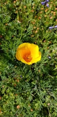 Eschscholzia californica maritima