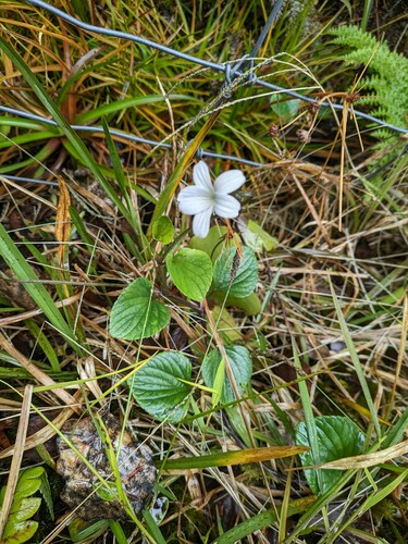 Viola kauaensis