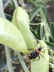 Closterocoris amoenus
