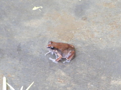 Arthroleptis stenodactylus