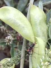 Closterocoris amoenus