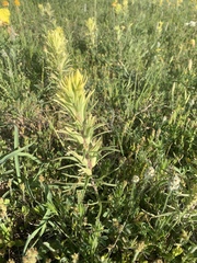 Castilleja citrina