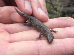 Xantusia vigilis