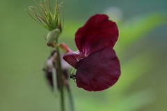 Macroptilium bracteatum