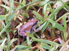 Arthroleptis stenodactylus