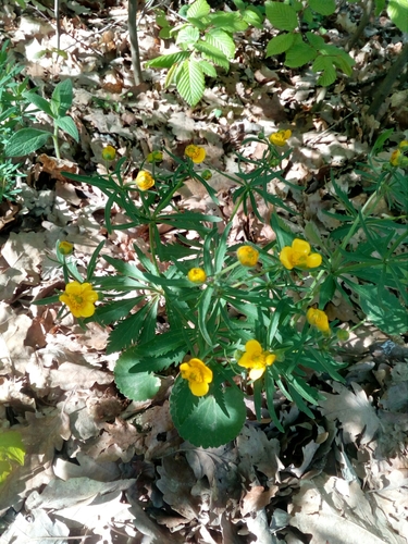 iskerník kašubský (Ranunculus cassubicus)