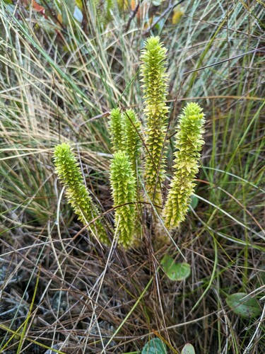 Huperzia serrata observed 2024-02-26