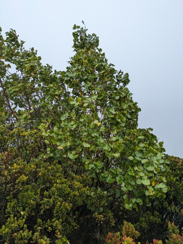 Cheirodendron dominii observed 2024-02-26