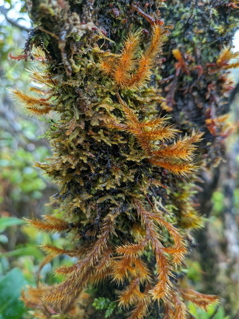 Trachypodopsis auriculata