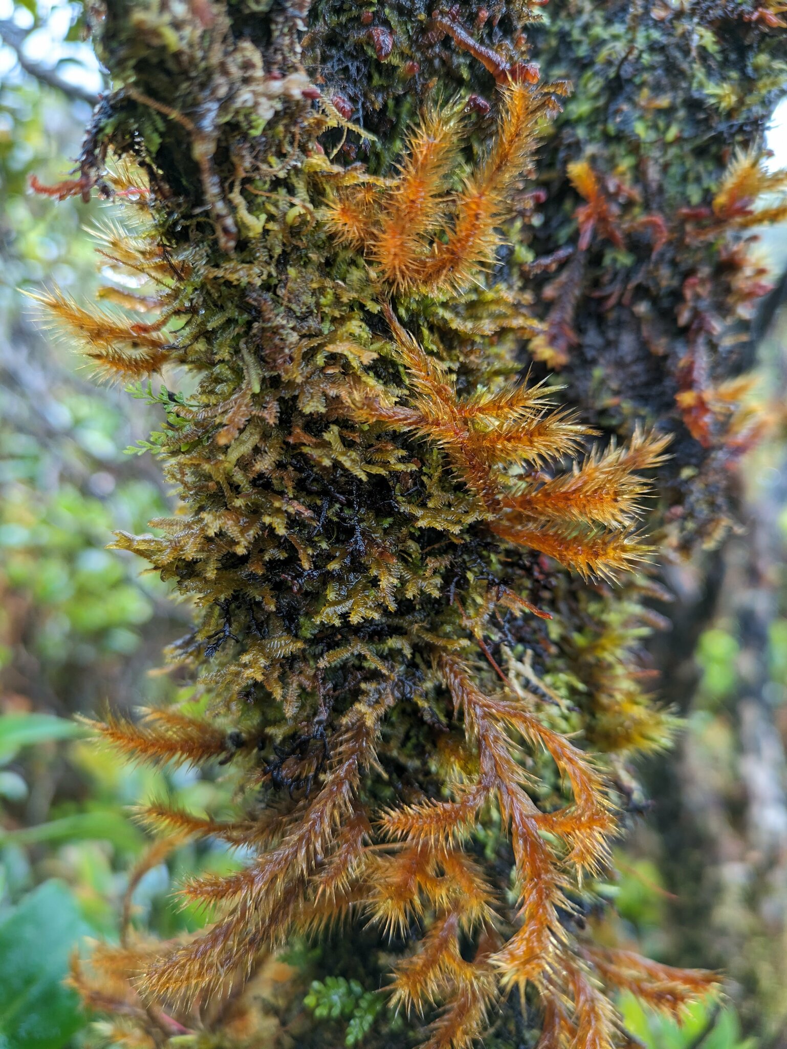 Trachypodopsis auriculata