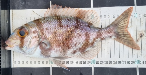 Gymnocranius grandoculis observed 2024-03-02