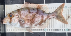 Blue-Lined Large-Eye Bream photo 5
