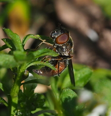 Platycheirus albimanus