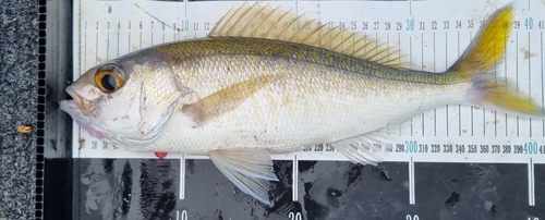 Goldflag jobfish (Pristipomoides auricilla) — Lutjanidae
