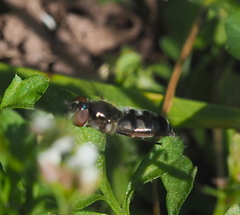 Platycheirus albimanus