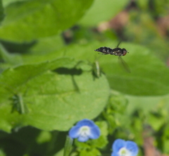Platycheirus albimanus